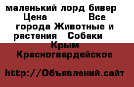 маленький лорд бивер › Цена ­ 10 000 - Все города Животные и растения » Собаки   . Крым,Красногвардейское